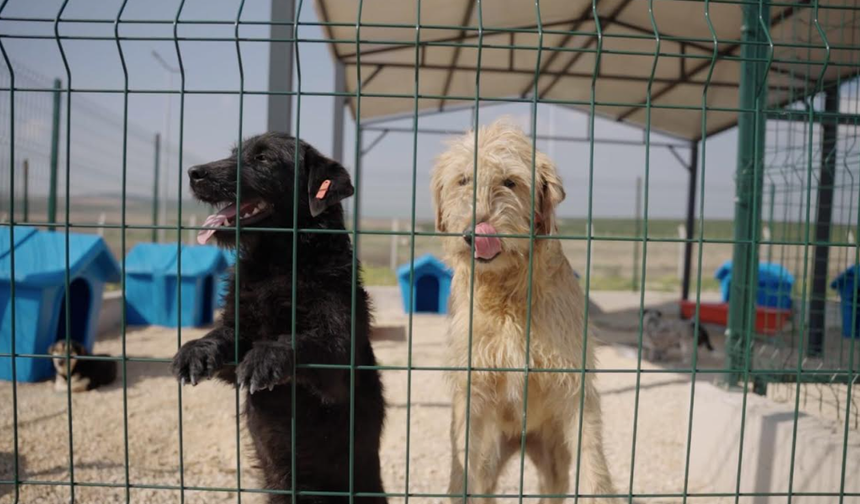Ceyhan Belediyesi’nden Patili Dostlara Doğal Yaşam Alanı