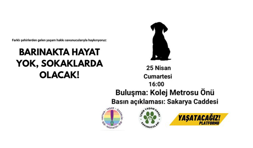 Barınaklarda Hayat Yok, Sokaklarda Olacak Çağrısı: Hayvan Hakları İçin Ankara’da Buluşma