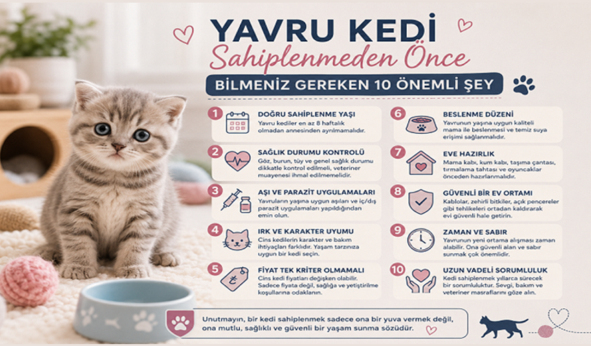 Yavru Kedi Sahiplenmeden Önce Bilmeniz Gereken 10 Önemli Şey