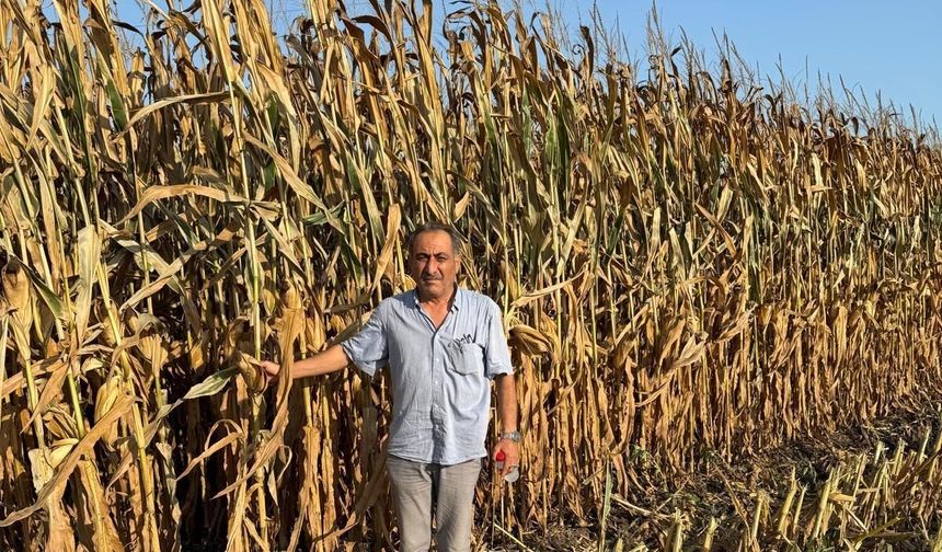 Çukurova çiftçisinden TMO’ya fiyat ve ithalat tepkisi: Mısırda 17 TL, ayçiçeğinde 40 TL talebi