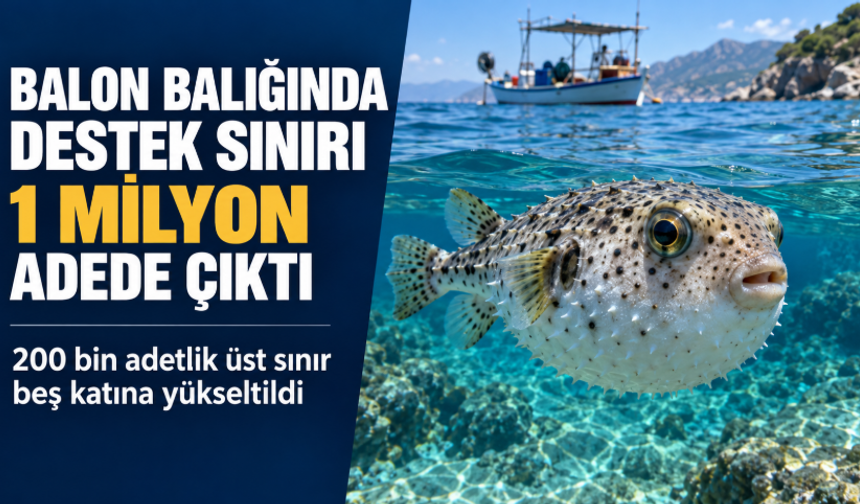 Balon balığı avcılığı desteğinde sınır 200 binden 1 milyon adede çıkarıldı