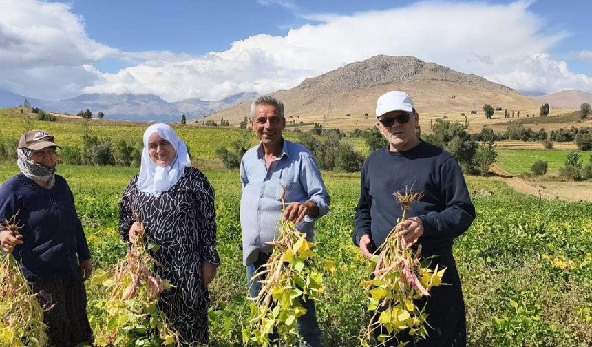 Tufanbeyli’de Kuru Fasulye Hasadı Başladı: Tarladan Sofraya Uzanan Emek