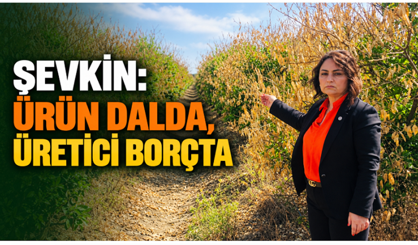 Şevkin’den Meclis’e narenciye çağrısı: “Ürün dalda, üretici borçta”