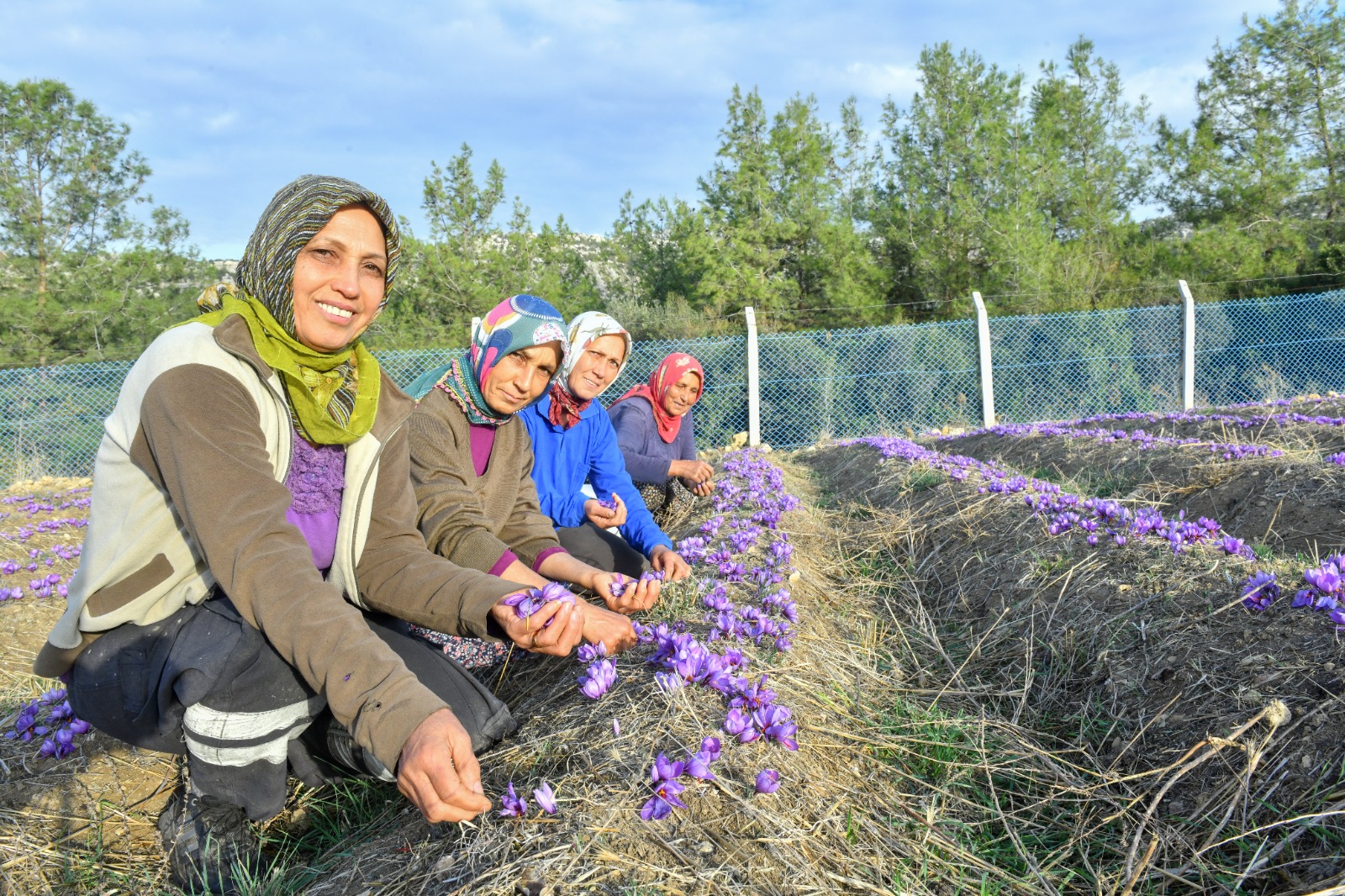 Dünyanın en pahalı baharatı Mersin Yenişehir’de yetiştiriliyor (3)