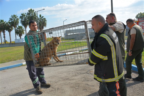 TARSUS DOĞA PARKI, RENKLİ VE HAREKETLİ BİR YIL GEÇİRDİ (8)