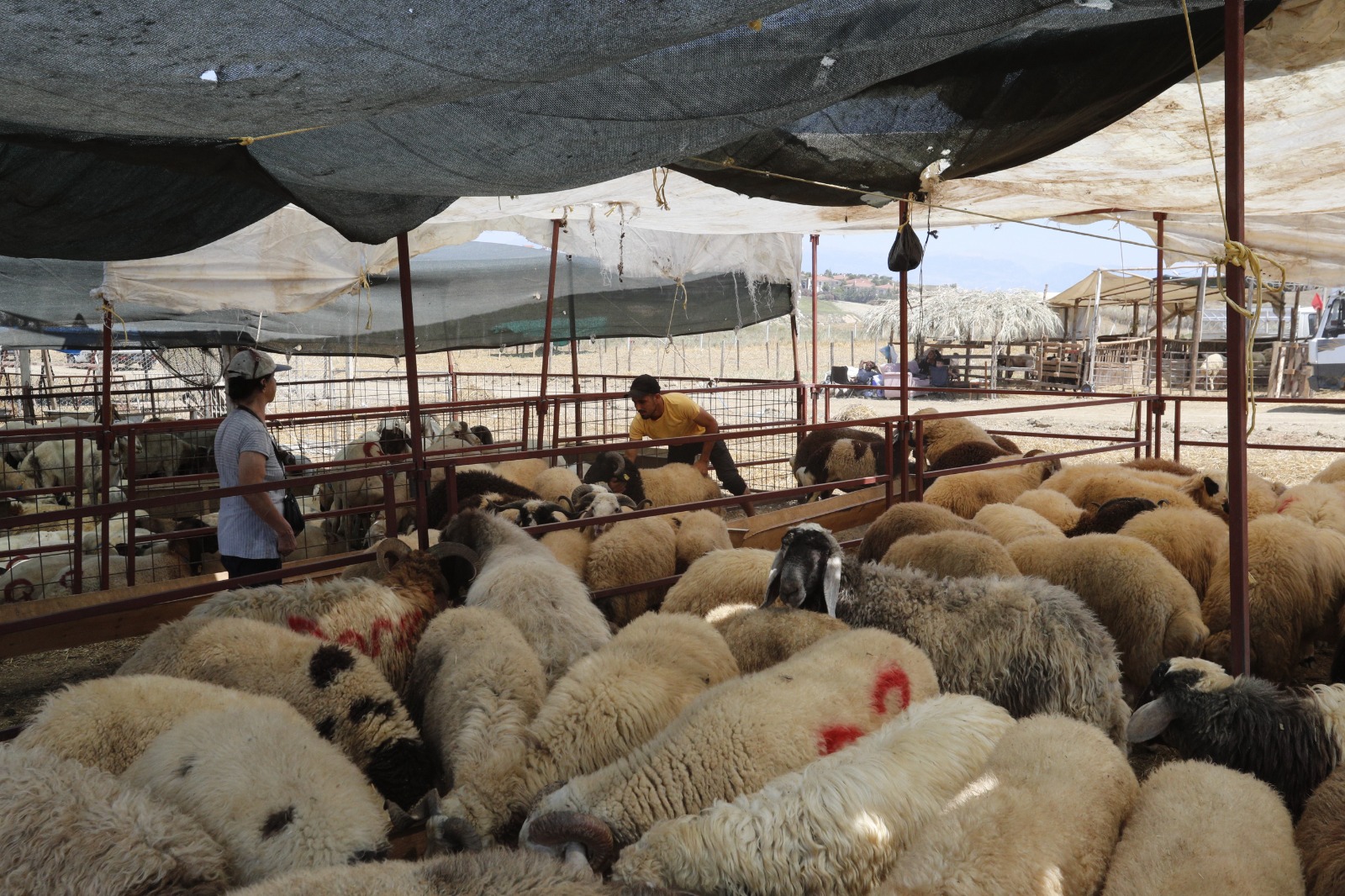 Çukurova Beledi̇yesi̇ Kurban Satiş Yeri̇ Deneti̇mi̇ (9)