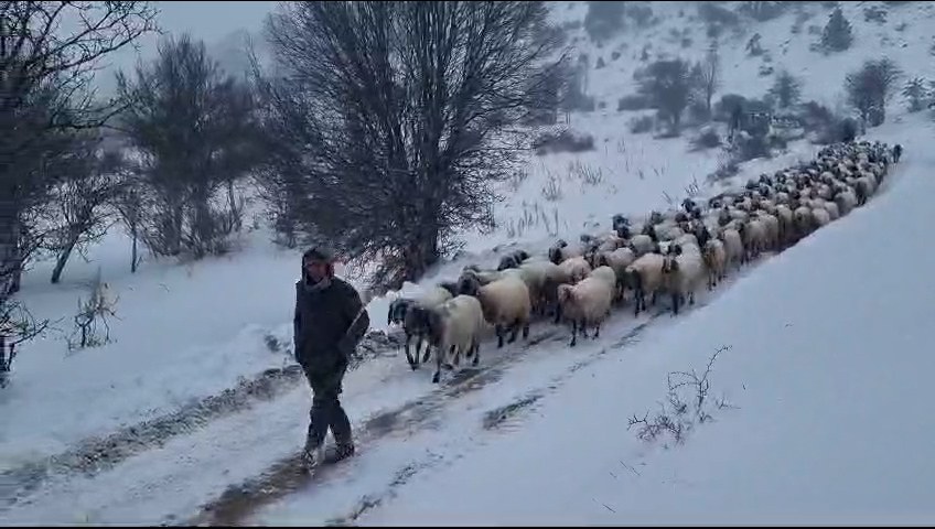 Karda Mahsur Kalan Vatandaşlarin Ve Hayvanlarin İmdadina Büyükşehi̇r Koşuyor (4)-1