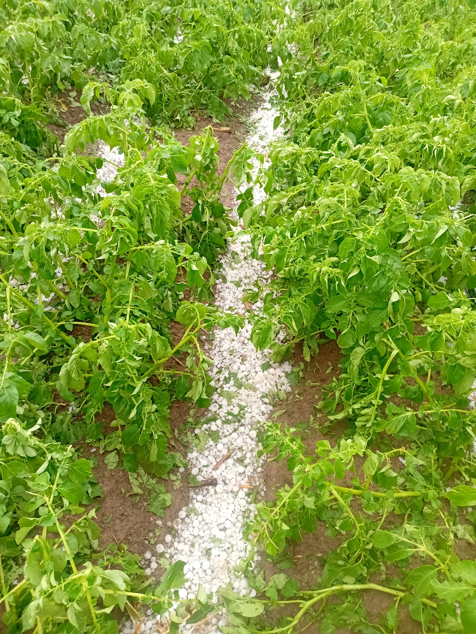 Müzeyyen Şevkin Çiftçi Dolu (5)