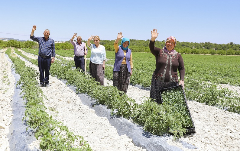 Büyükşehi̇r Gülnar’da 105 Bi̇n Domates Fi̇desi̇ Dağitti (8)