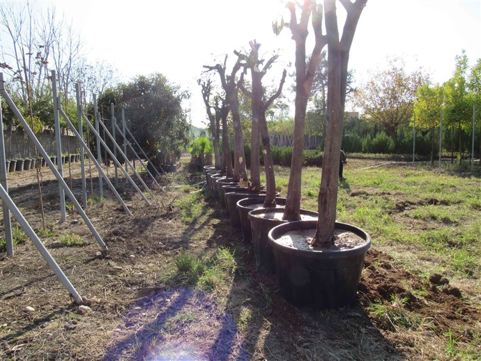 Ağaçlar Sökülüp Yeniden Dikiliyor (7)