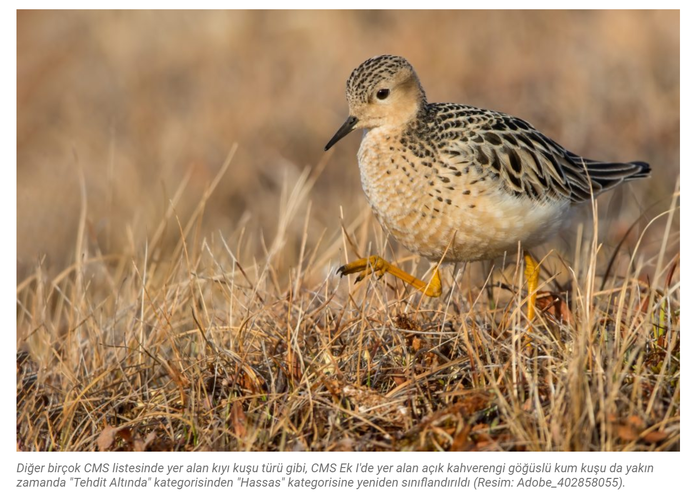 Ekran Görüntüsü 2026 03 26 090156