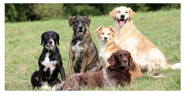 Köpeklerde Sosyalleşme Neden Önemlidir?