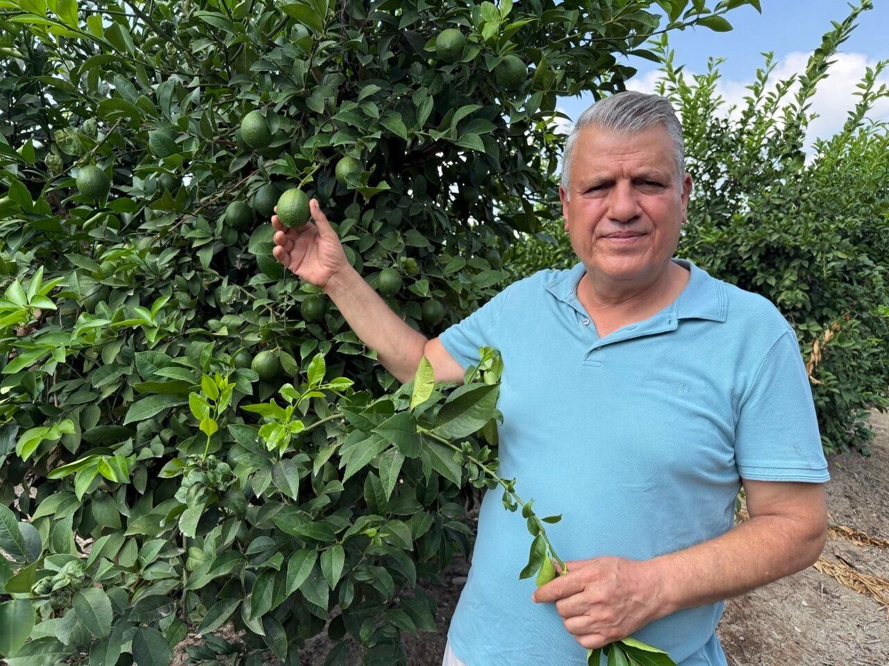 Ayhan Barut Limon Fiyat Tepki Bahce (2)